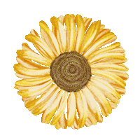 arteasome beauty nature flower flowers Sticker