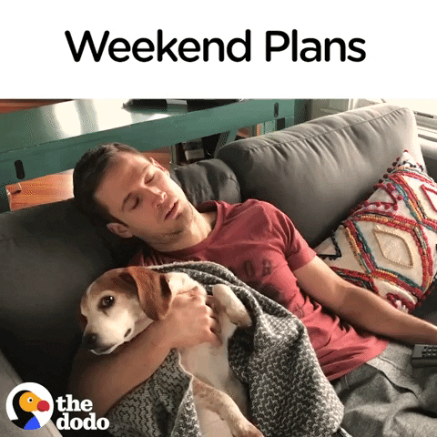 dog weekend plans GIF by The Dodo
