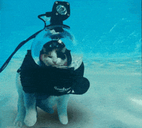 cat scuba GIF