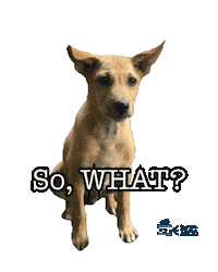 So What Dog Sticker by Global Tara Entertainment