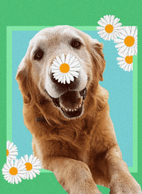 Camiladc88 digitalart visualart digitalcollage camiladc GIF