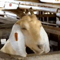 Look What GIF by TRT