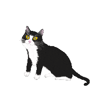Black Cat Sticker by jayjay_illustration