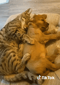 Chat Animaux GIF by TikTok France