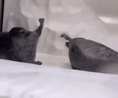 Scared Fight GIF