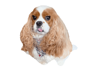 Dougalthe Sticker
