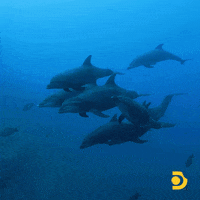 Beauty Love GIF by Shark Week