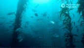 School Of Fish GIF by Monterey Bay Aquarium