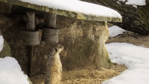 allwetterzoo giphygifmaker allwetterzoo GIF