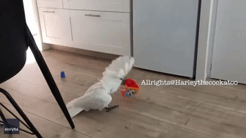Harley the Cockatoo Keeps House Lively With Knocking Sounds