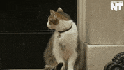 cat lol GIF by NowThis 