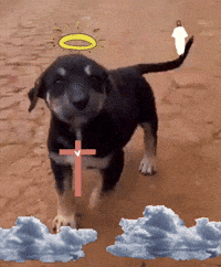 Puppy Ness GIF by Dutch Media Sisters