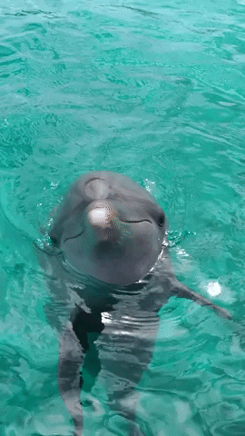 dolphintherapycuracao no nubia cdtc dolphinno GIF