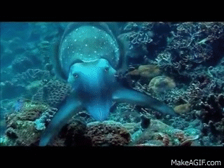 cuttlefish GIF