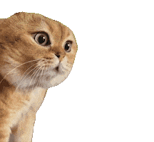 Sticker ねこ Sticker by Japan