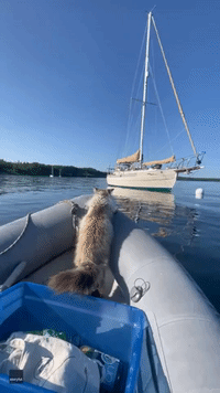 Fearless Feline's Daring Sailboat Leap Ends in With a Splash