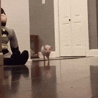 baby pig GIF