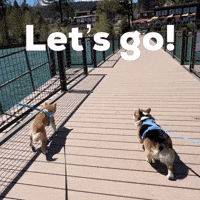 Lets Go Dog GIF