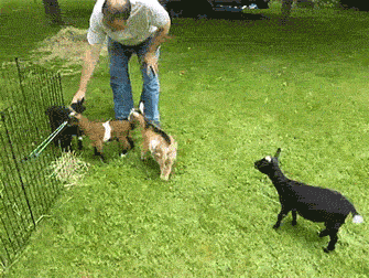 goats GIF