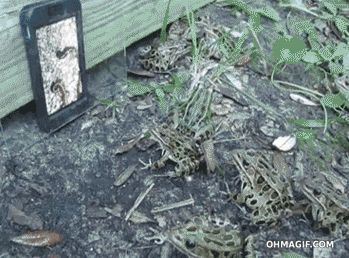 Wildlife gif. Several frogs watch and jump towards a propped-up iPhone playing video of worms crawling around.