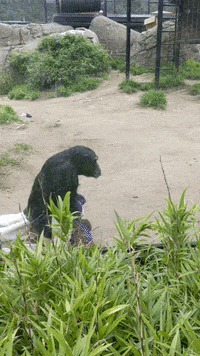 OaklandZoo animals bye zoo im out GIF