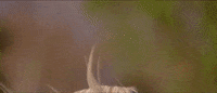 Country Music GIF by George Strait