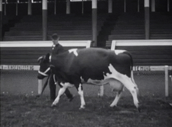 Sound And Vision Walk GIF by Beeld en Geluid