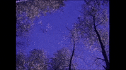 Video Art Film GIF