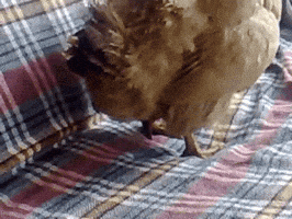 breakfast honey GIF