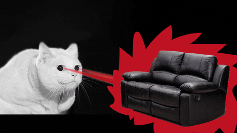 JustVidman giphyupload cat laser sofa GIF