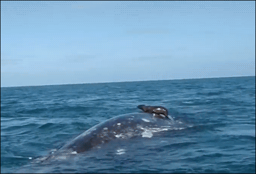 whale seal GIF