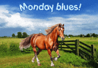Horses Expressions GIF