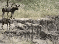 Awkward Education GIF by DIIMSA Stock