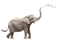 Happy Elephant Sticker by Discovery