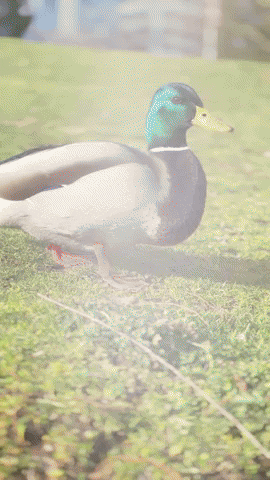 Duck Portland GIF by EDGARDUDE