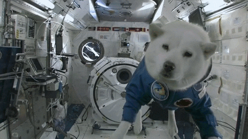 dog space GIF