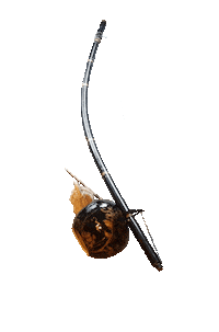 Capoeira Sticker by capoeiraluebeckmli