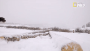 pupparazzi doggie winter wonderland GIF by Nat Geo Wild