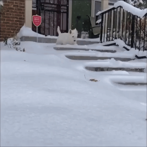Little Dog Wades Through Inches of Snow in Denver