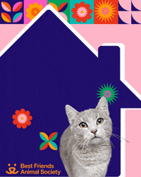 Mi Casa Latina GIF by Best Friends Animal Society