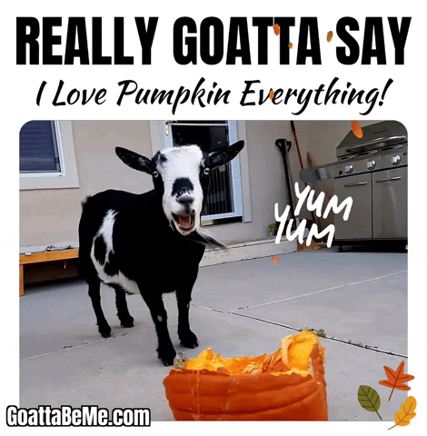 Pet Gifs Cute Goats GIF by Goatta Be Me Goats! Adventures of Java, Toffee, Pumpkin and Cookie!