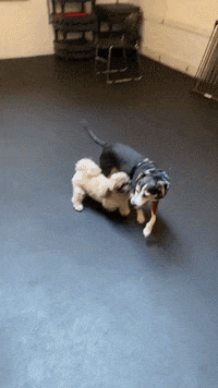 Dogs Puppies GIF by SchoolForTheDogs