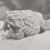 Rock Frog GIF