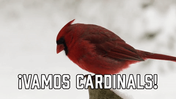 ¡Vamos Cardinals!