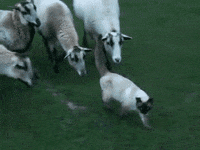 GIF by Random Goat