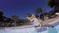 Corgi Goes for a Swim With Inflatable Dolphin Friend
