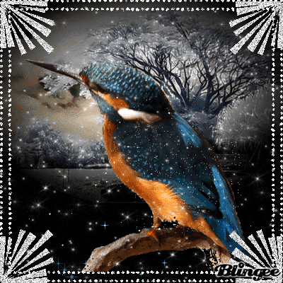the birds GIF