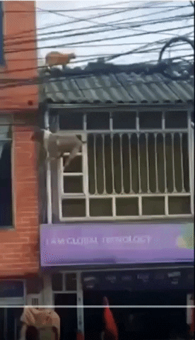 cuteanimalland giphyupload GIF