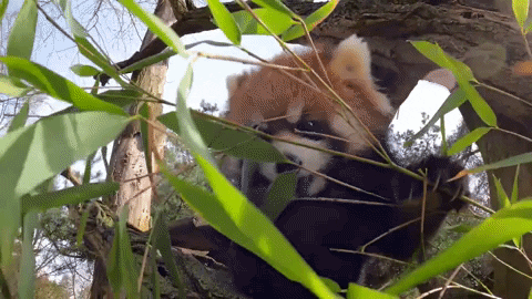 Hungry Red Panda GIF by Woodland Park Zoo