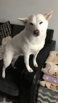 happy shiba inu GIF by KeepUpWithJaz